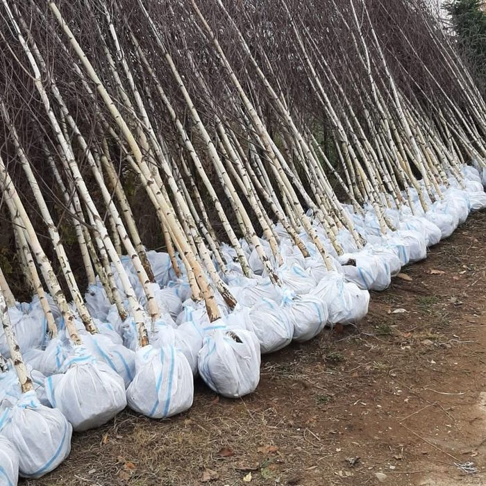 Plante ornamentale la preturi imbatabile