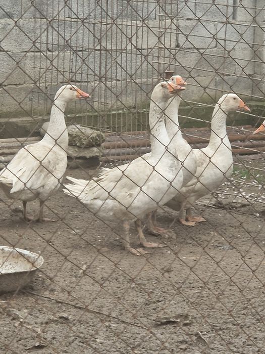 Каздар сатылады туып бастады