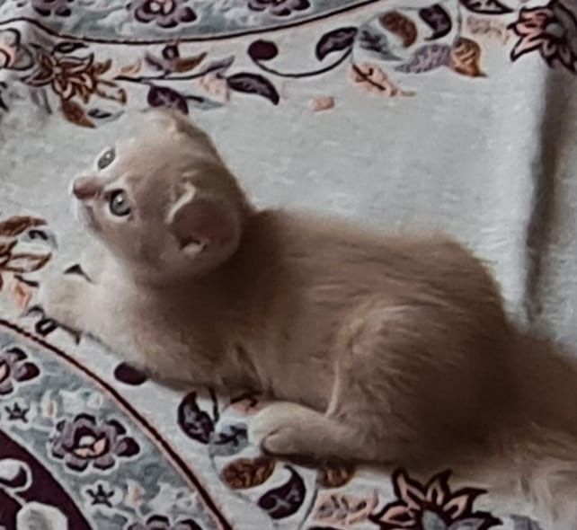 Котята ищут новую семью