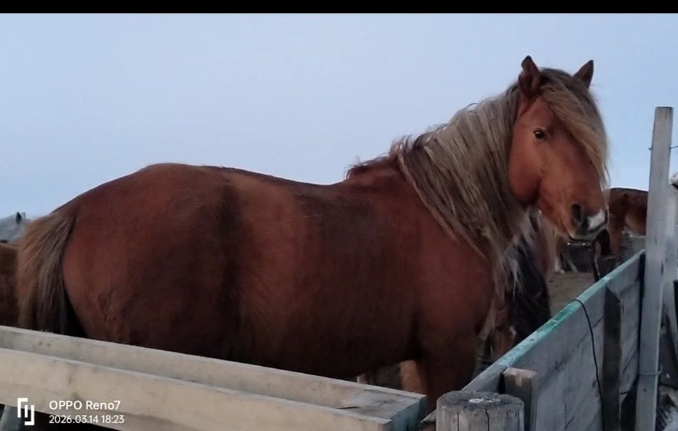 Жуас 10 жасар айғыр сатылады