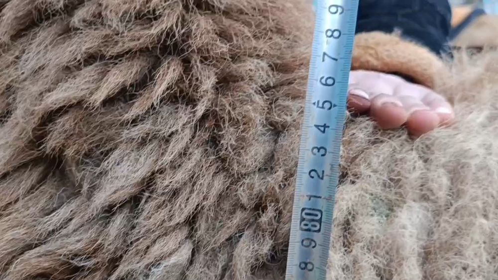 Кузи кочкор сотилади