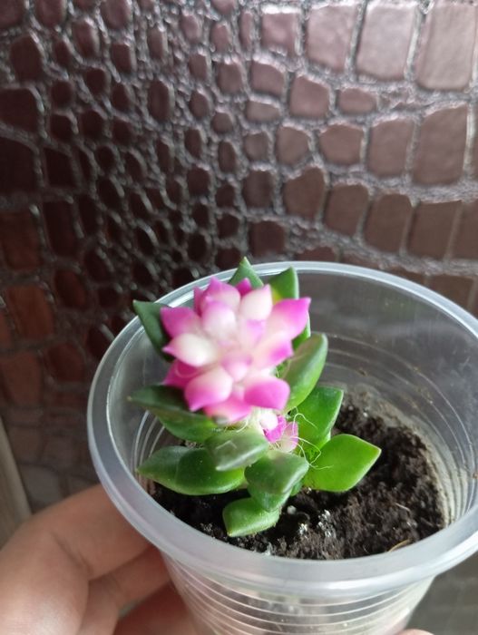 Комнатные растения