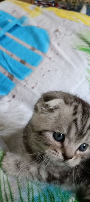 Шотландская вислоухая кошка