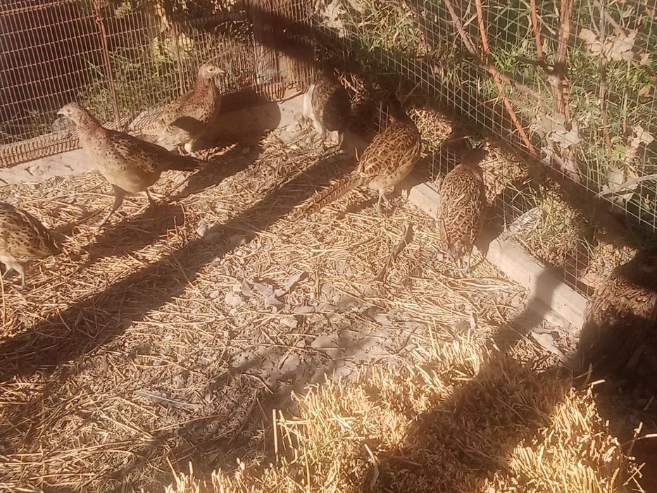 Фазаны қырғауыл сатылады