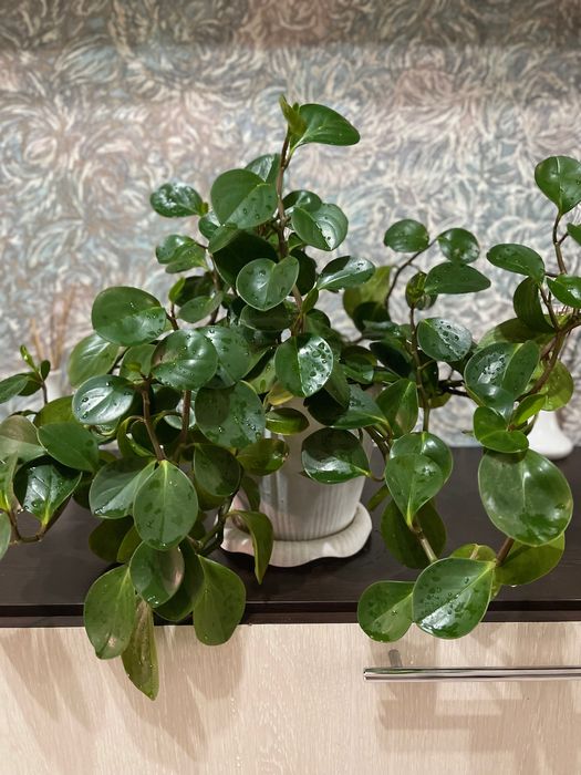 Комнатные растения