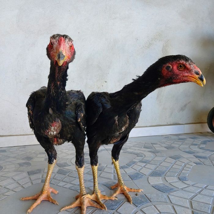 Bir par zuri bor sotuvda