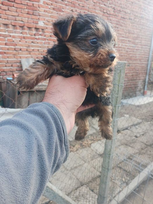 Продавам Чихуахуа