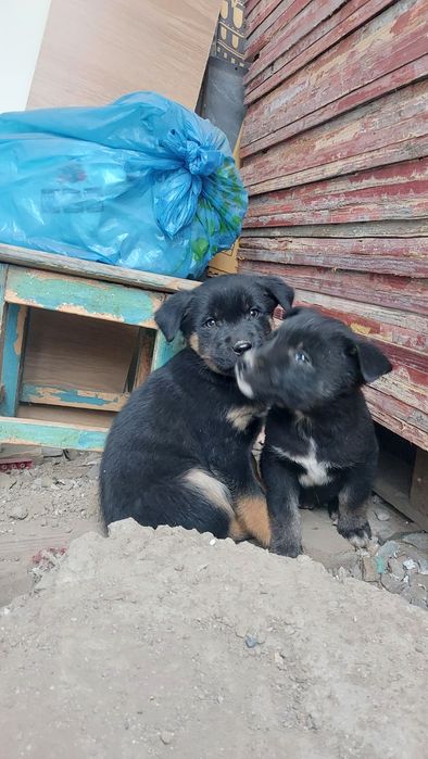 Отдам щенков в хорошие руки