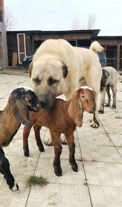 Щенки Кангала Турецкого