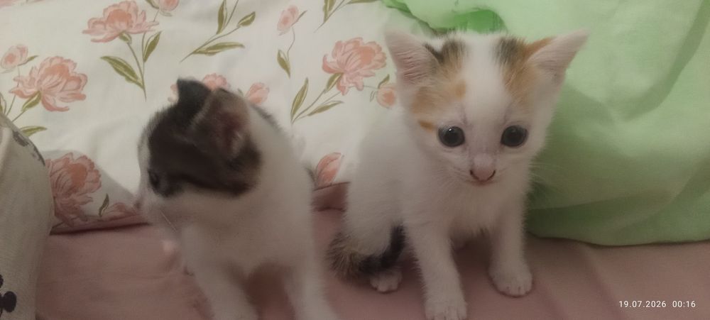 Отдам котят в добрые руки