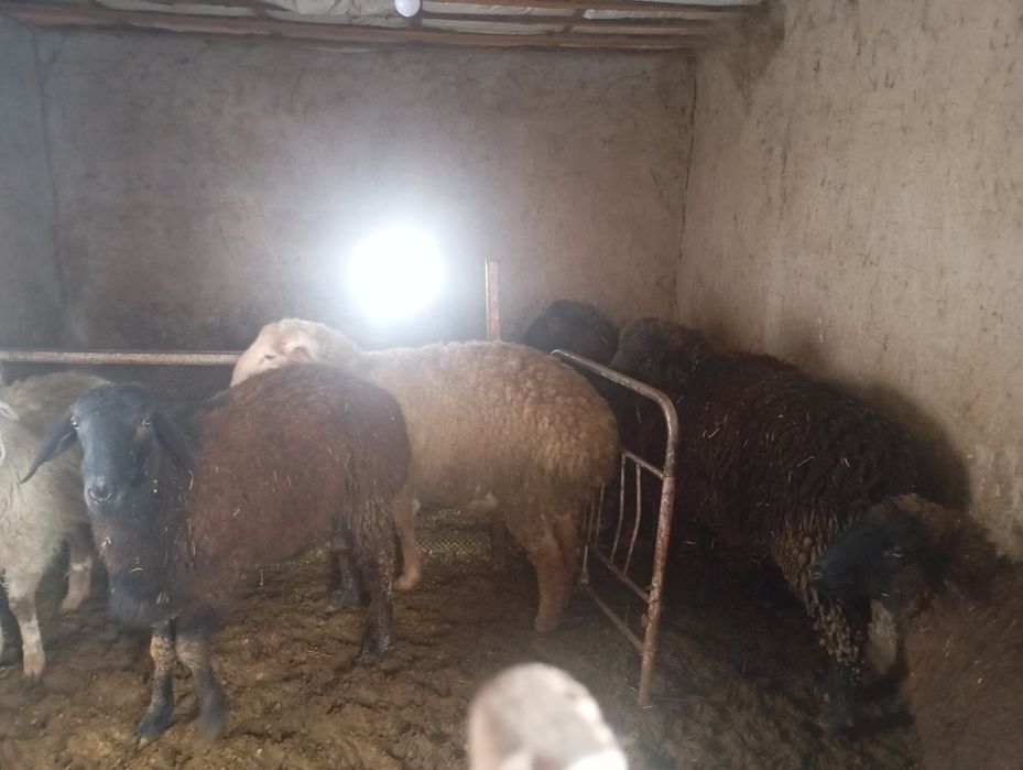 Токтылар сатылады