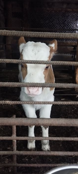 Продаются коровы