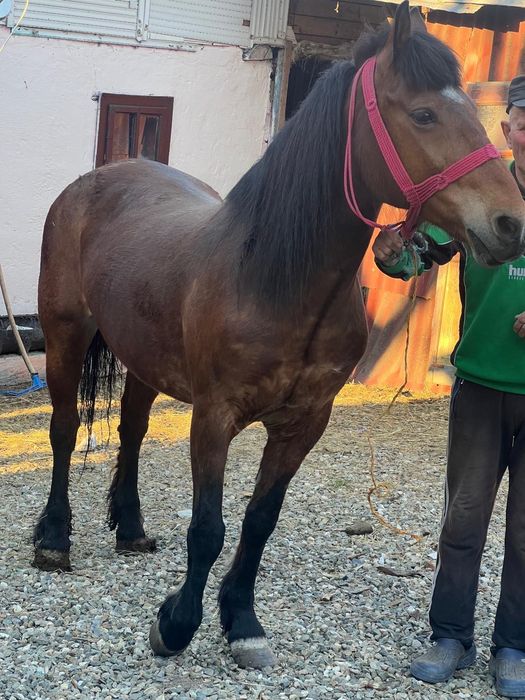 Vând iapa de 6 ani.