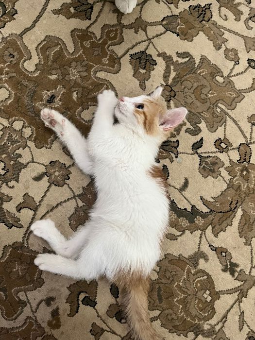 Шымкент. Отдам красивого котенка, сделаю доставку к вам домой.