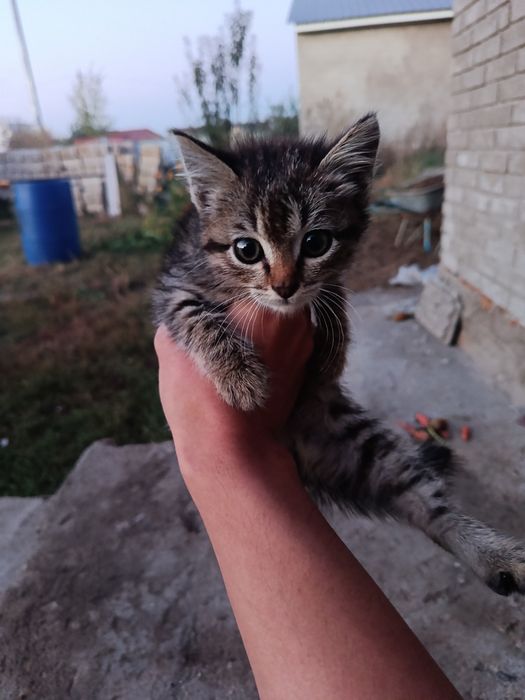 домашний мысык/кот бесплатно