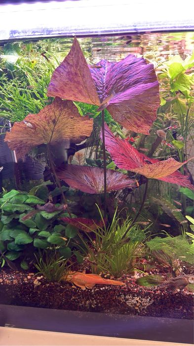 Растения за аквариум и корени