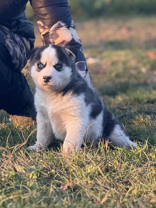 Pui Husky Siberian(exemplar deosebit)!