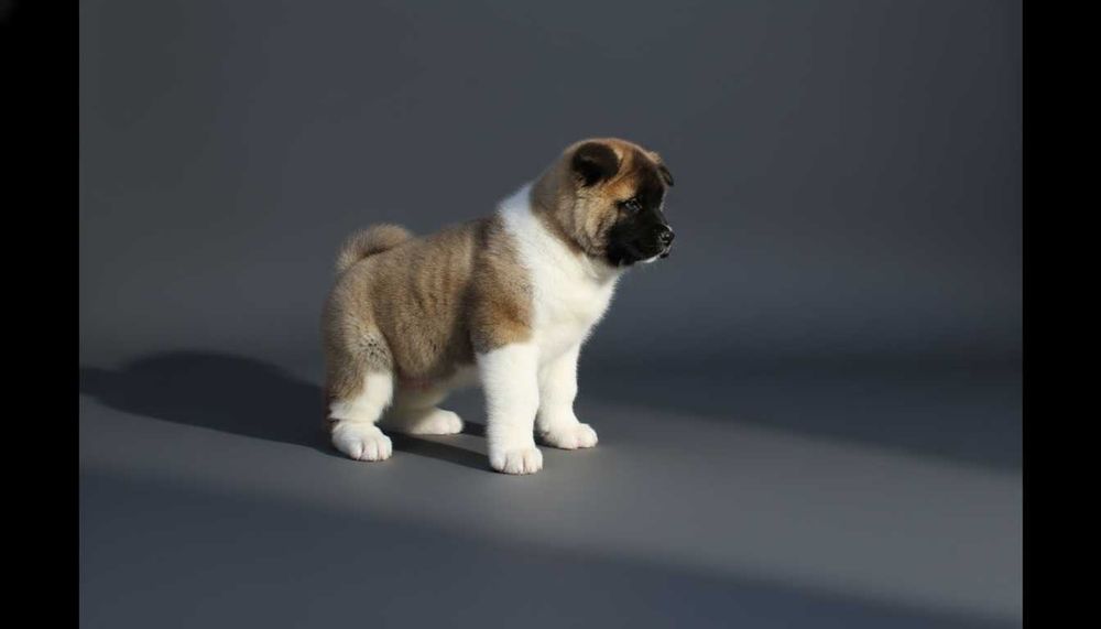 Щенок американской акиты, мальчик