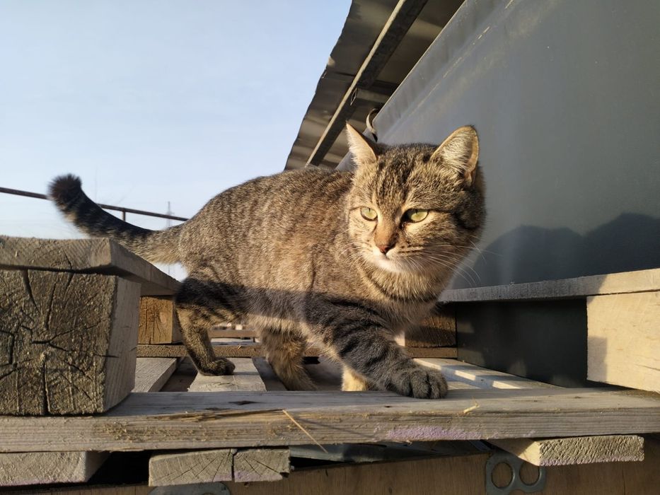 В добрые руки кошечка!