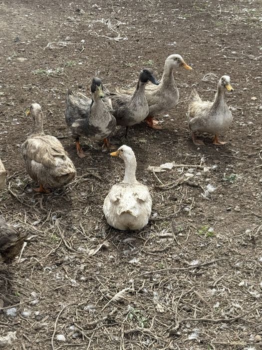 Продам утки 5000 торг есть