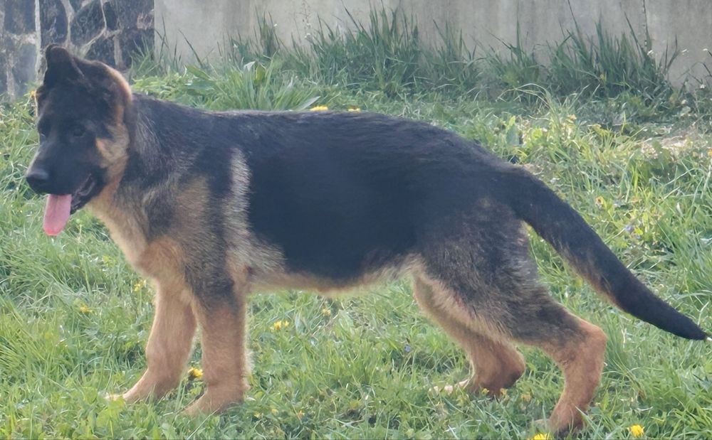 Femela ciobanesc german cu pedigree
