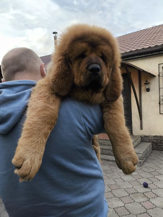 Тибетский Мастиф