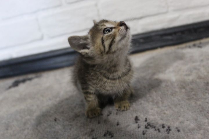 котёнок в добрые руки