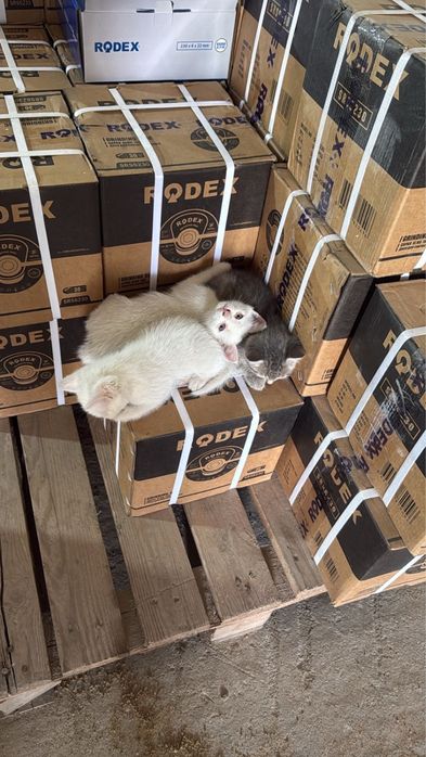 Отдам котят мальчиков в добрые руки