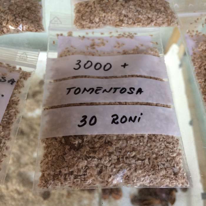 vand seminte de paulownia elongata(soi de baza, aclimatizat in Romania