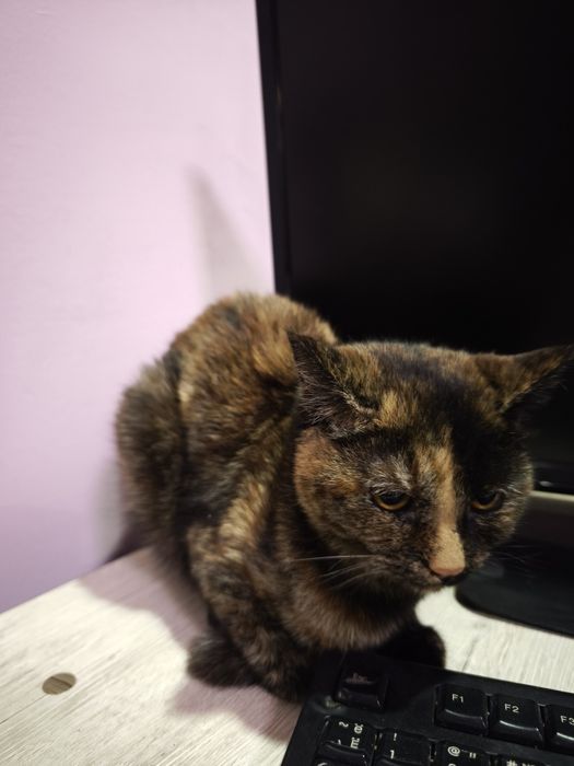 Mushug hadyaga beriladi