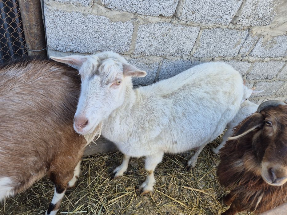 Ешкі сатылады. 180000 тг