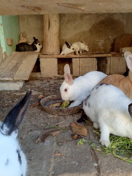 Кролики quyonlar