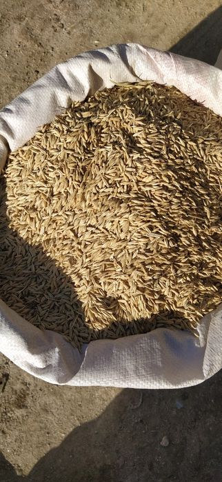 Богдой арпа макка жахори