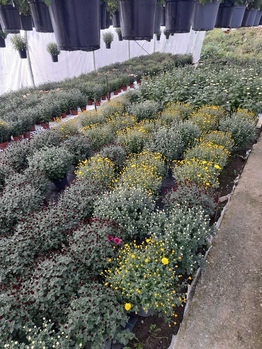 Crizanteme de toamna