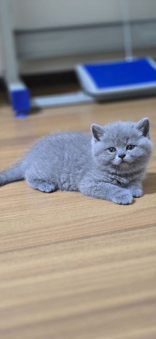 Скоттиш страйт Scottish straight