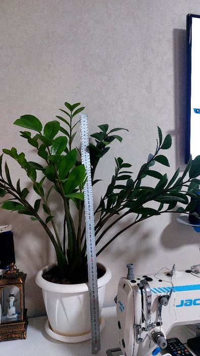 Продам цветы.комнатный