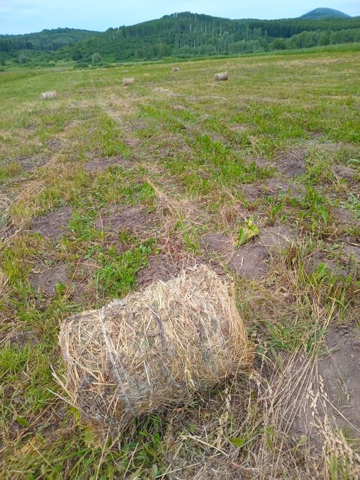 Продам сено, урожай 2026 г