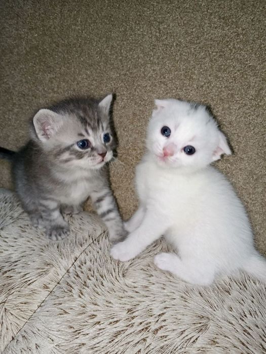 Срочно продам котята породы Scottish fold и Scottish street ..