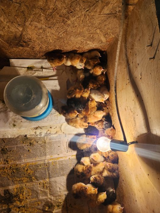 Балапан сатылады,,кучин т.б