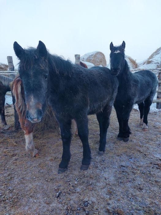 Продам тяжеловозов жеребчиков