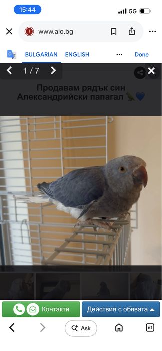 Продавам рядък син Александрийски папагал