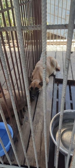 Овчарки выбор очень большой в отлове