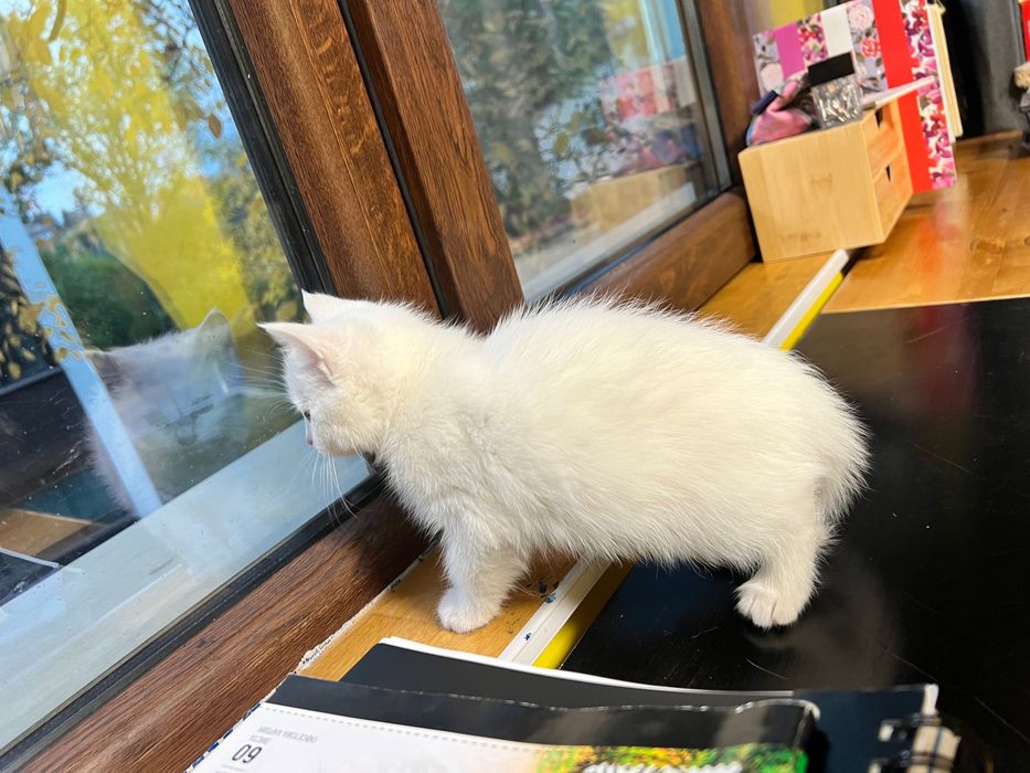 Малко коте търси своя нов дом