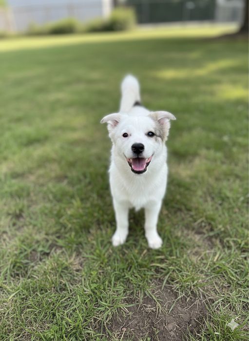 Щенок с добрым сердцем