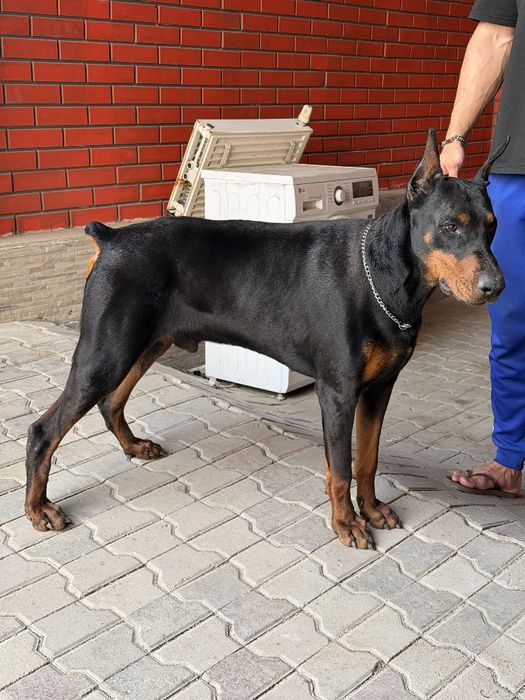 Доберман чистокровный