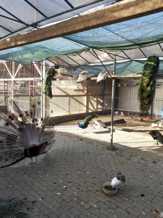 Vand pauni si fazani