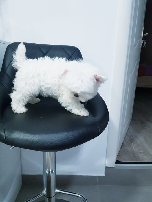 Bichon maltez toy