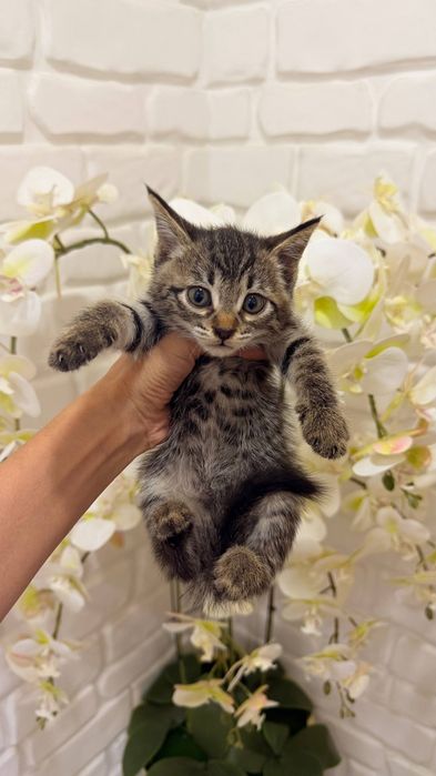 Scottish fold 1ta sotiladi  3ta oddiy parodali mushuk xadyaga beriladi