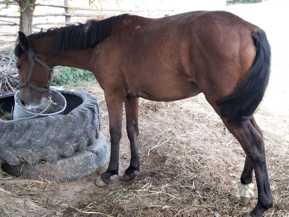 Жылкы сатылады еркек тай