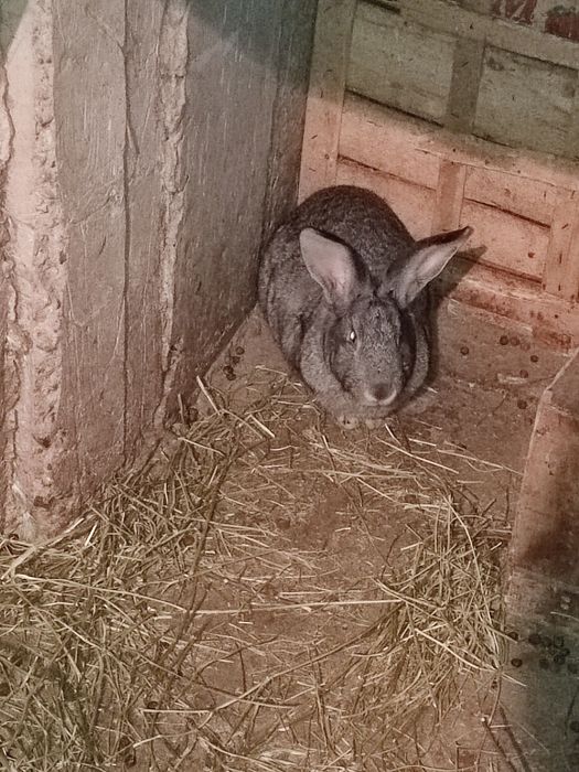 Кролики самка 8000 т